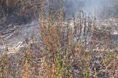Incendio-a-Tor-di-Valle-2026-08-05-at-14.23.02