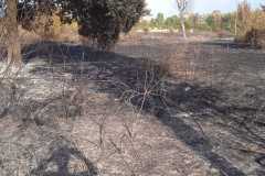 Incendio-Tor-di-Valle-2026-08-05-at-19.55.06-3