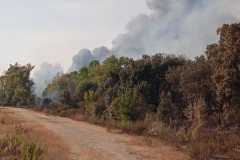Incendio-Tor-di-Valle-2026-08-05-at-19.55.06